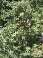 Fruits in pine