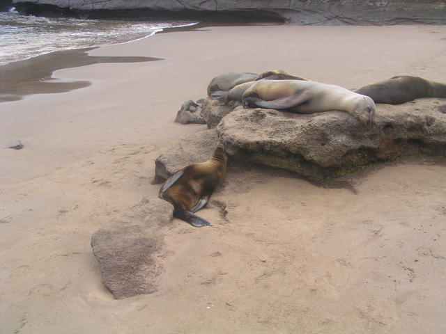 Fur Seal - free image
