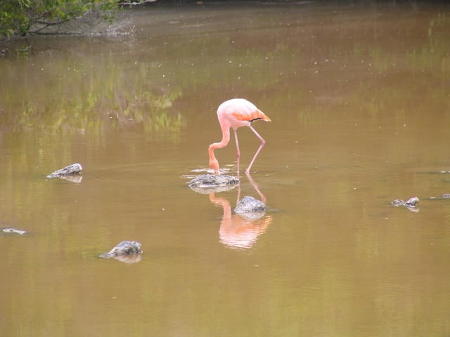 Galapagos Flamingo - free image