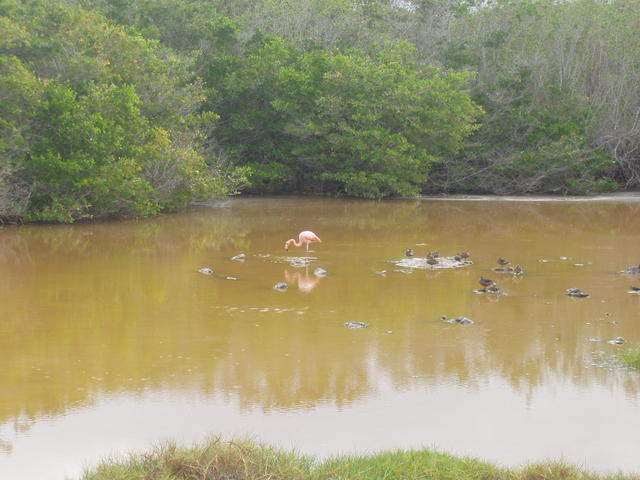 Galapagos Flamingo and other shore birds - free image