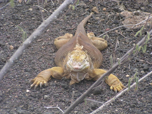 Galapagos Land Iguana - free image