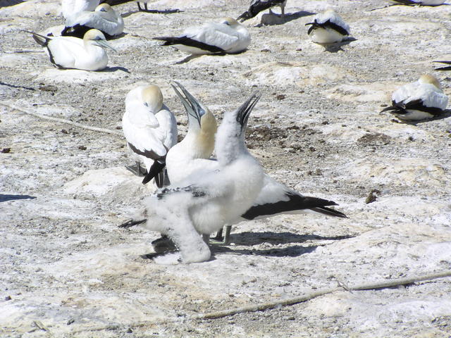 gannets - free image