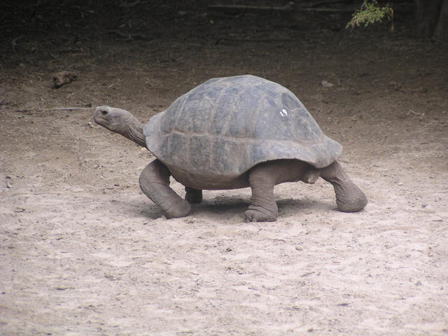 giant tortoise walking - free image