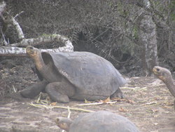Giant tortoises