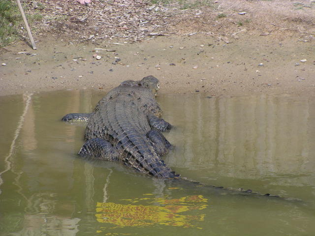 Godbye crocodile - free image