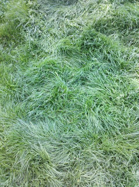 grass carpet - free image