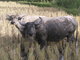 grazing buffaloes