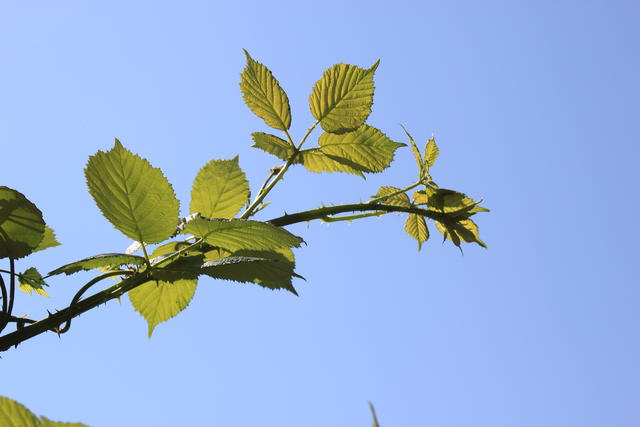 green leaves against the blue sky - free image