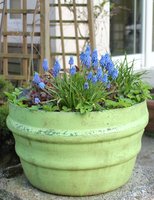 green pot with blue flowers
