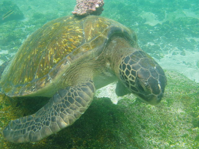 Green Sea turtle - free image