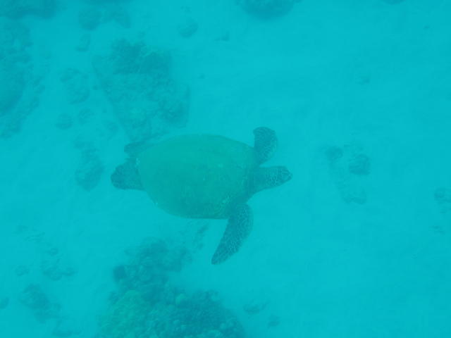 Green Sea Turtle - free image