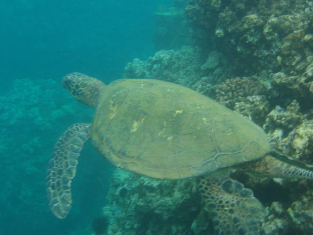 green sea turtle - free image