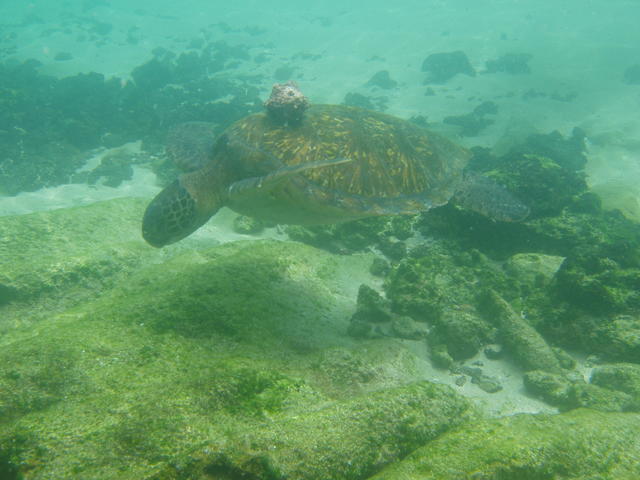 Green Sea Turtle - free image