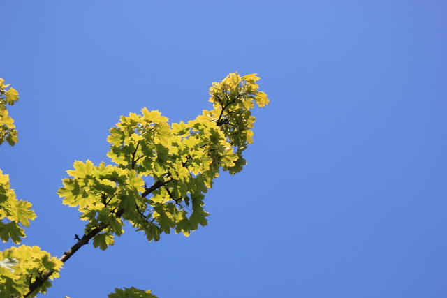 Green yellow leaves - free image