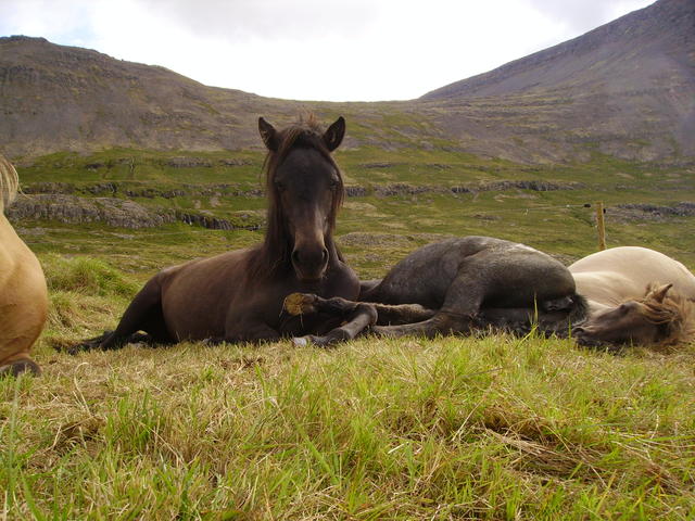 Horses sitting on grass - free image