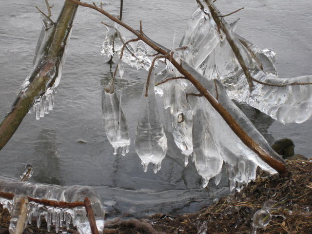 icicles on stems - free image