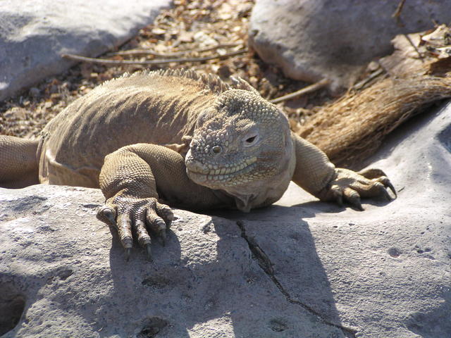 iguana - free image
