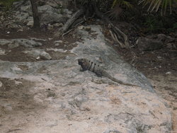 iguana on a rock bed