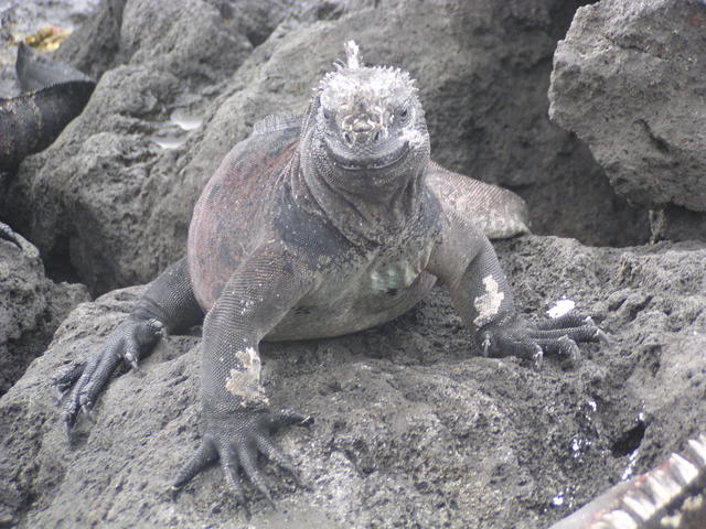 iguana on rocks - free image