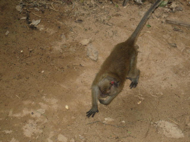 Injured monkey - free image