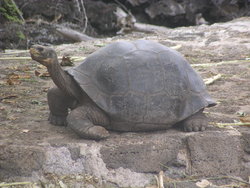 Intermediate Giant Tortoise