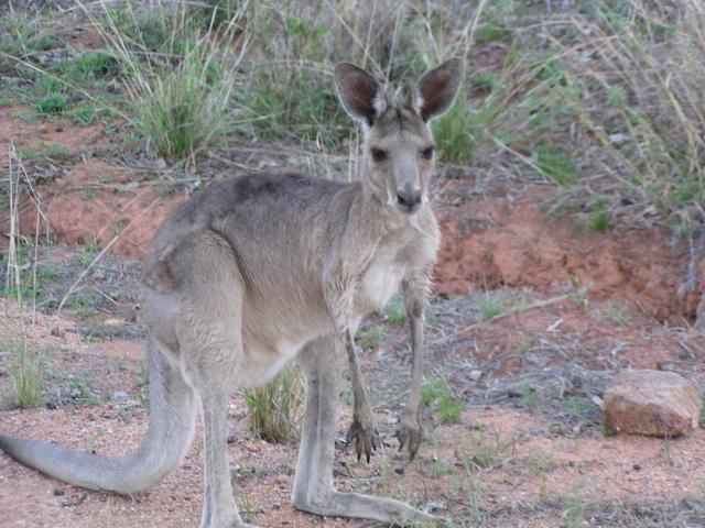 Kangaroo - free image