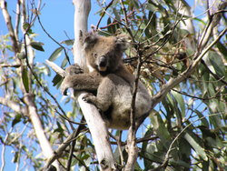 Koala in the middle of the tree