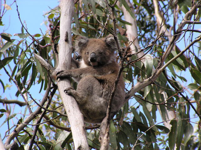 Koala posing for the cam - free image