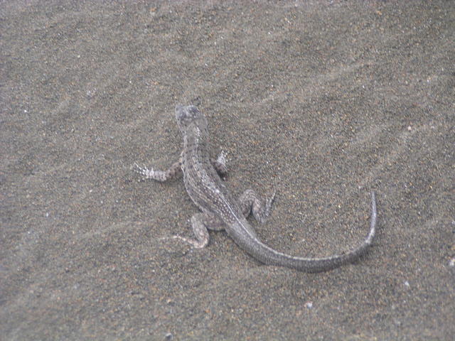 Lava Lizard - free image