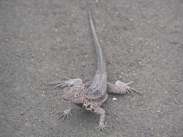 Lava lizard - free image
