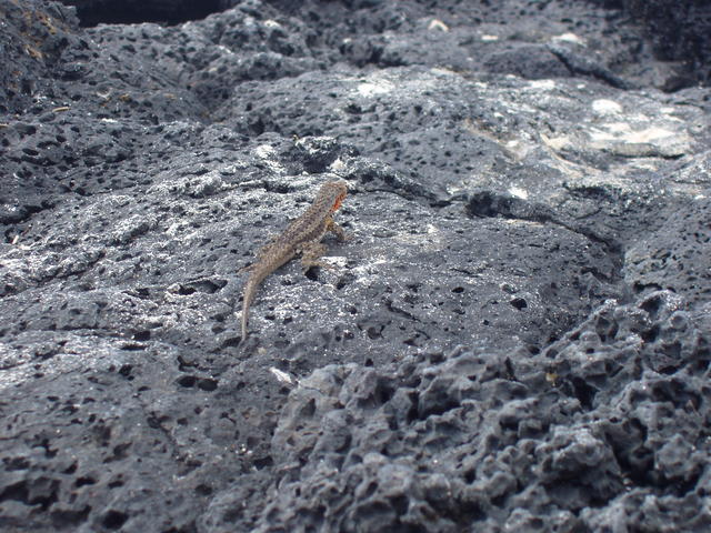 lizard on vulcanic rocks - free image