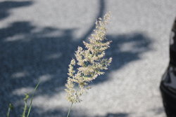 lonely grass flower