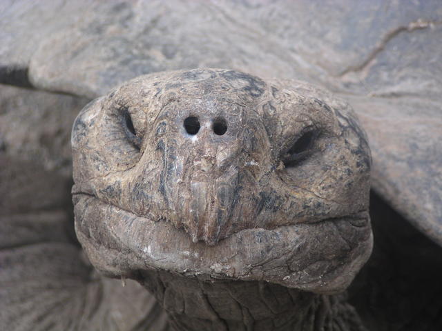 long living tortoise - free image