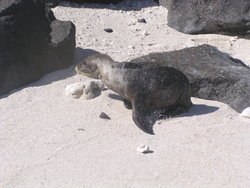 lost baby sealion