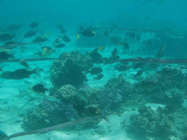 Lots of fishes - free image
