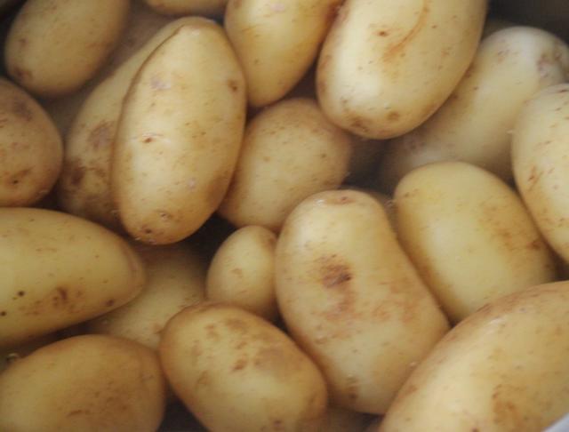Lots of potatoes - free image