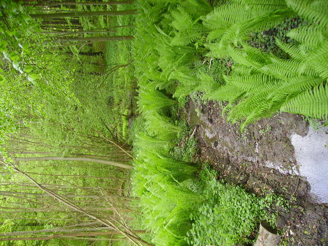 lush green ferns - free image