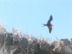Magnificent frigate bird flying