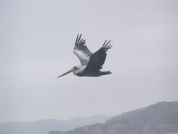 magnificient pelican