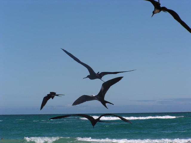 Many birds are flying - free image