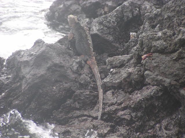 Marine Iguana - free image