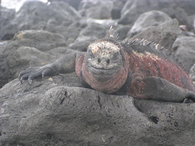 Marine Iguana - free image