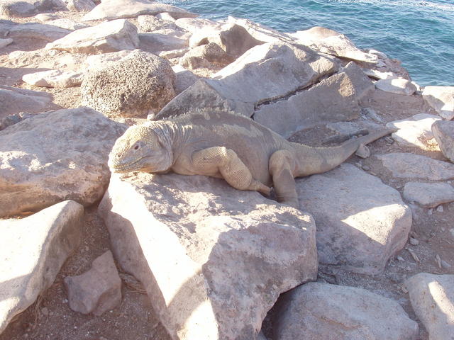 Marine iguana - free image