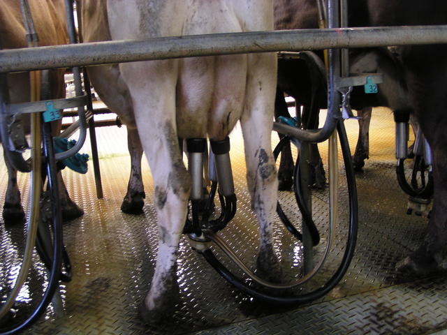 milking machines - free image