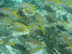 More pretty yellow fishes