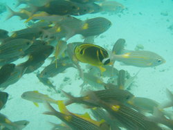 More veriety of yellow fishes