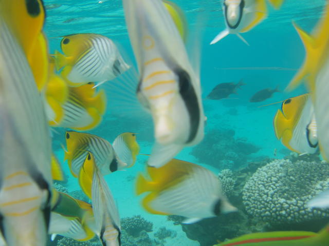 More yellow fishis - free image