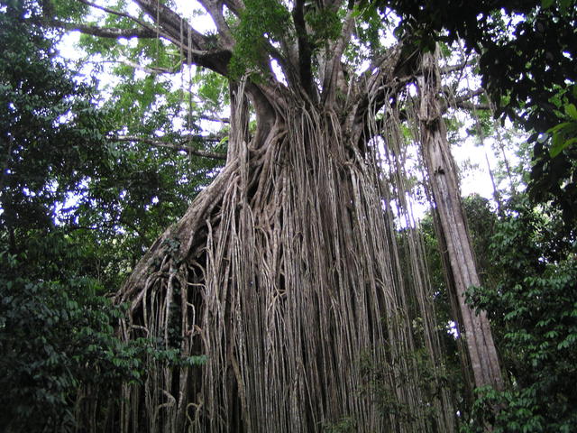 Old banyan tree - free image