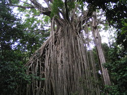 Old banyan tree