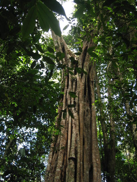 old tree and lianas - free image